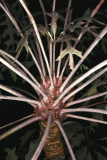 Cussonia paniculata RCP3-10 026.jpg